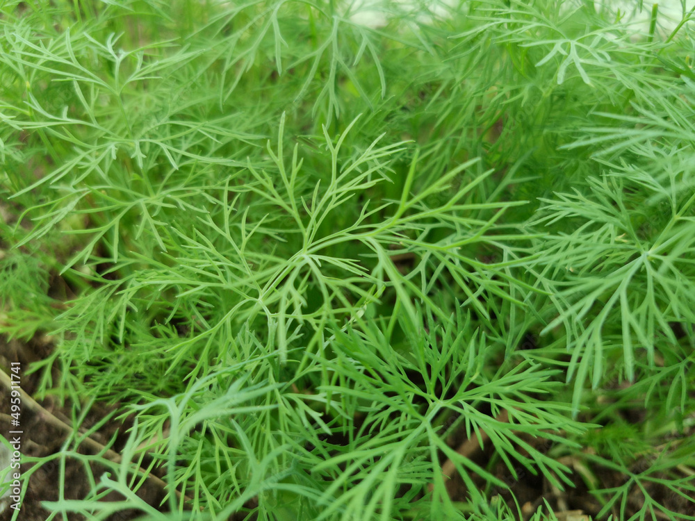 natural vegetable green background from fresh dill natural vegetable green background from fresh dill