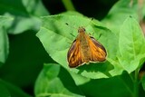 Schmetterlinge: Ein Rostfarbiger Dickkopffalter (Ochlodes sylvanus), Large skipper.