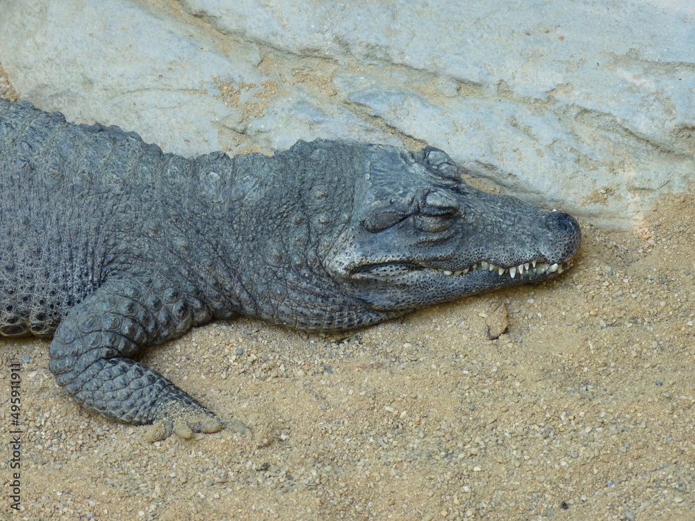 A dwarf crocodile and a broad-fronted crocodile resting on the sand and near the water - photo A dwarf crocodile and a broad-fronted crocodile resting on the sand and near the water - photo