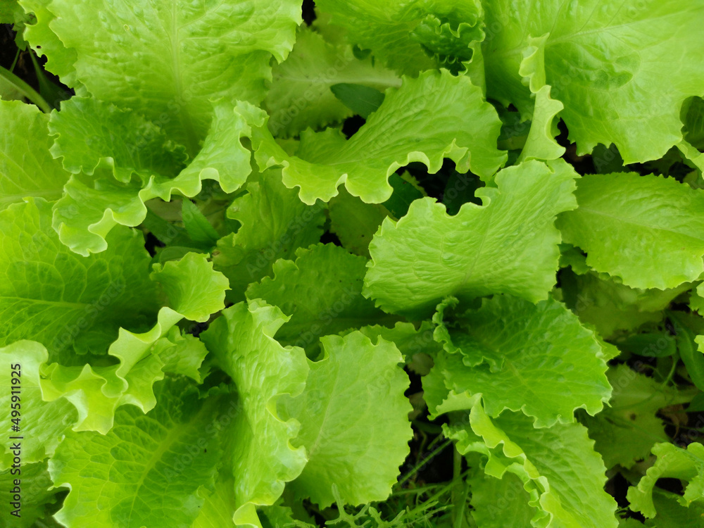 natural green background of lettuce leaves on the bed natural green background of lettuce leaves on the bed