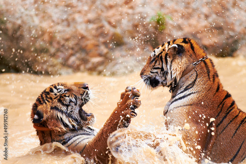 Tiger watersports. Tigers playfully fighting in the water.
