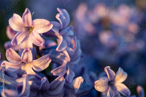 Blue blooming hyacinth field during soft sunset  in the flower bulbs region  South Holland  the Netherlands  macro