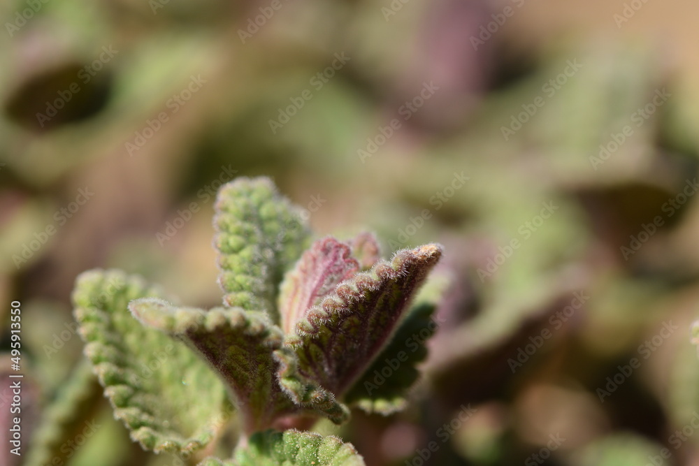 First spring leaves of catmint closeup with bokeh space for text. First spring leaves of catmint closeup with bokeh space for text.