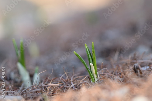 First leaves of crocus on bokeh background.