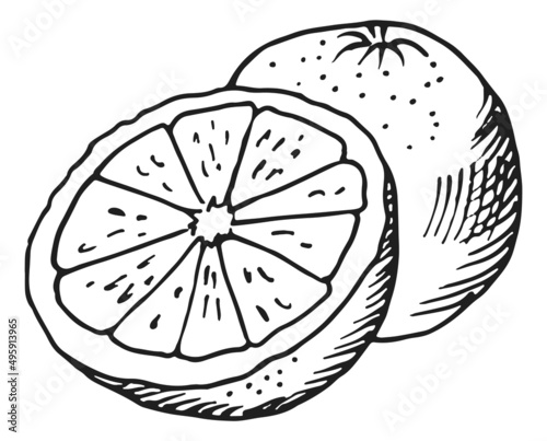Citrus sketch. Half cut orange or lemon in hand drawn style