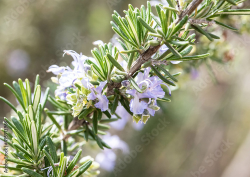 branch of rosemary