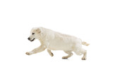 Studio shot of golden retriever, purebred dog running isolated on white background. Concept of animal, pets, vet, friendship