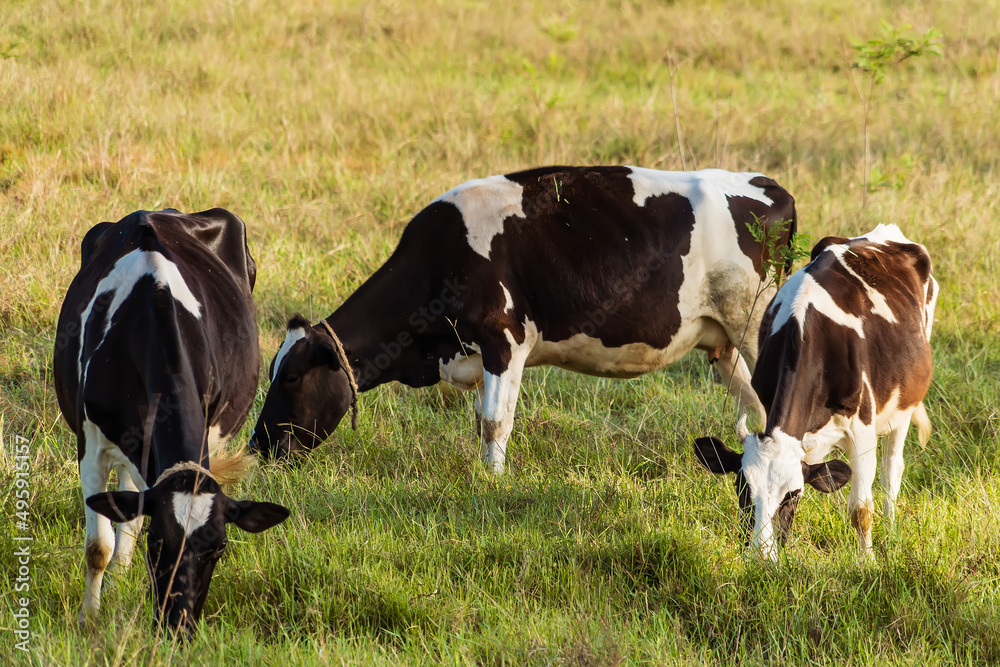 Holstein black and white spotted milk cow standing on a green rural pasture, dairy cattle grazing in the village.