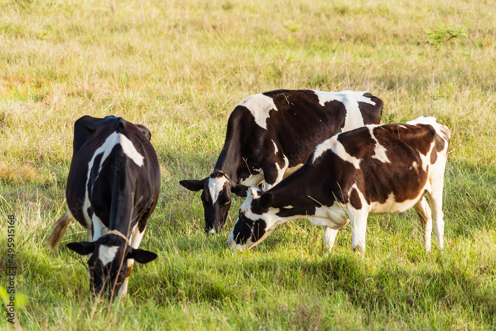 Holstein black and white spotted milk cow standing on a green rural pasture, dairy cattle grazing in the village. Holstein black and white spotted milk cow standing on a green rural pasture, dairy cattle grazing in the village.