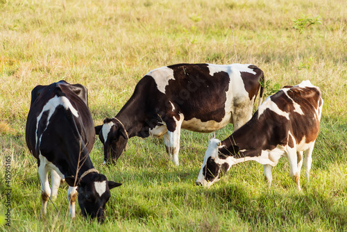 Holstein black and white spotted milk cow standing on a green rural pasture  dairy cattle grazing in the village.