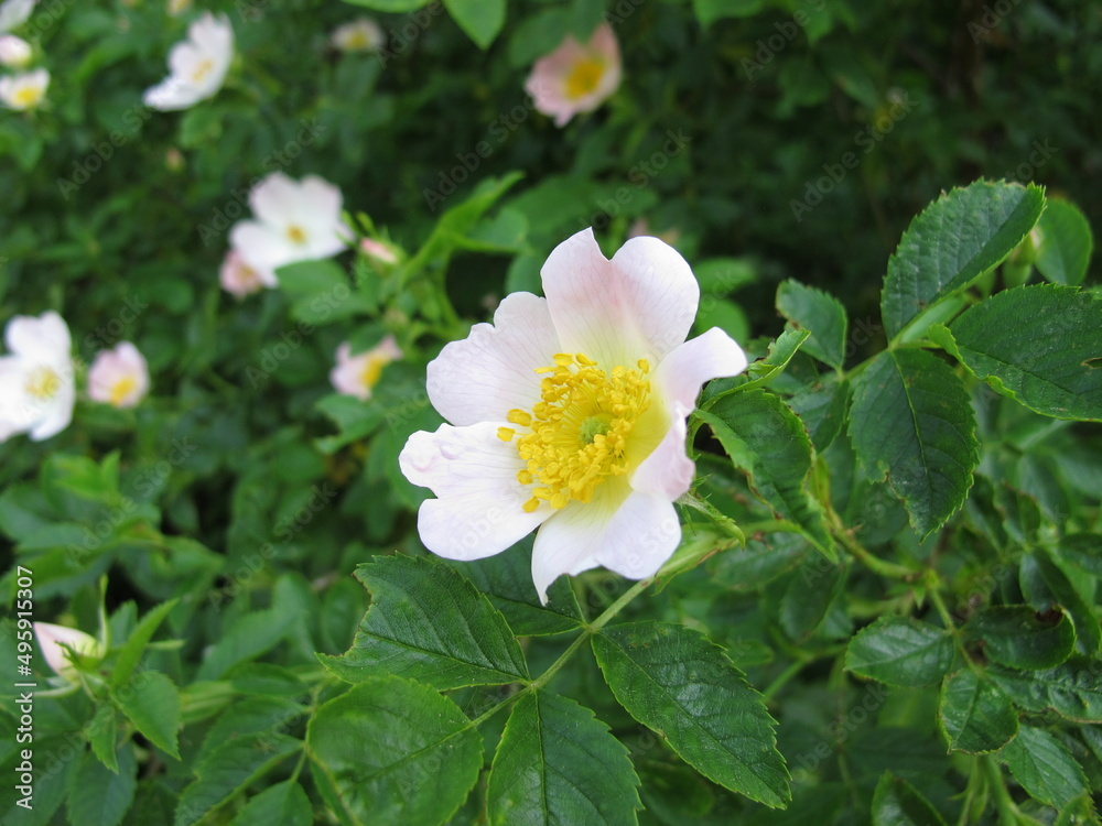 Bright pink flowering dog rose, Rosa canina Bright pink flowering dog rose, Rosa canina