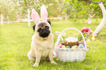 Easter Pug dog in the ears of an Easter bunny sits near an Easter basket with flowers and Easter cake on green grass in a sunny garden