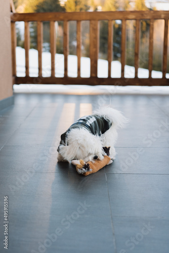 Maltese dog playing with toy photo