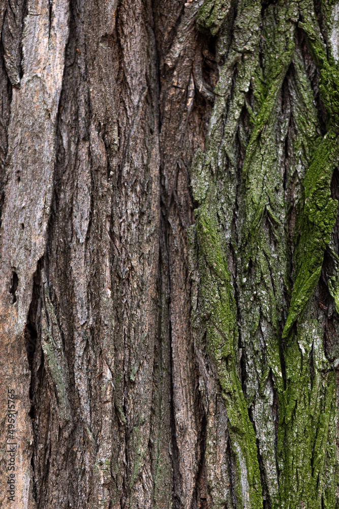 wood texture with green moss wood texture with green moss
