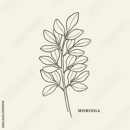 Hand drawn moringa illustration. Botanical line art drawing