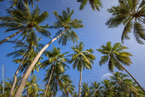 Coconut palm tree with blue sky  beautiful tropical background. Sunny green plant view  leaf  outdoor natural tree. Summer travel tourism nature landscape
