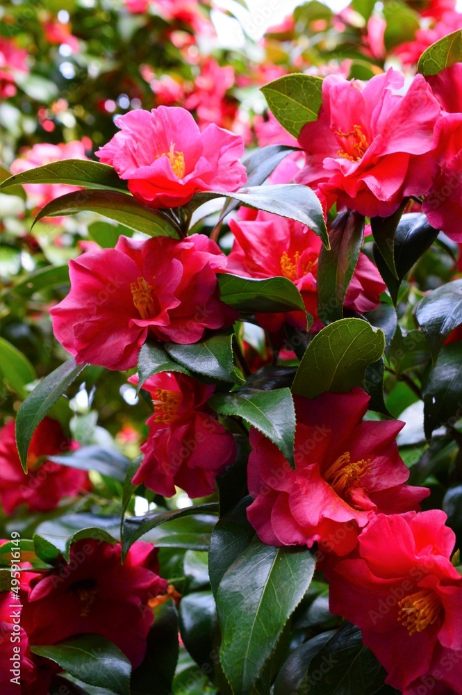 Camellia sasanqua 春の山茶花 赤色 Camellia sasanqua 春の山茶花 赤色