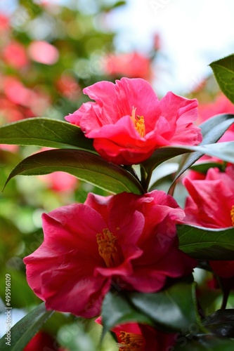 Camellia sasanqua                                 