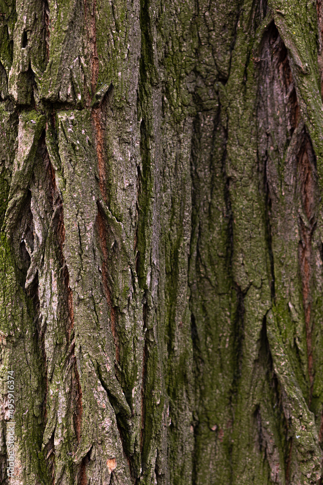 wood texture with green moss wood texture with green moss