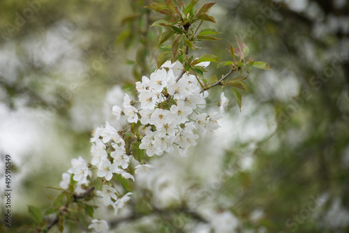 closeup of cherry blossom branch in a public garden