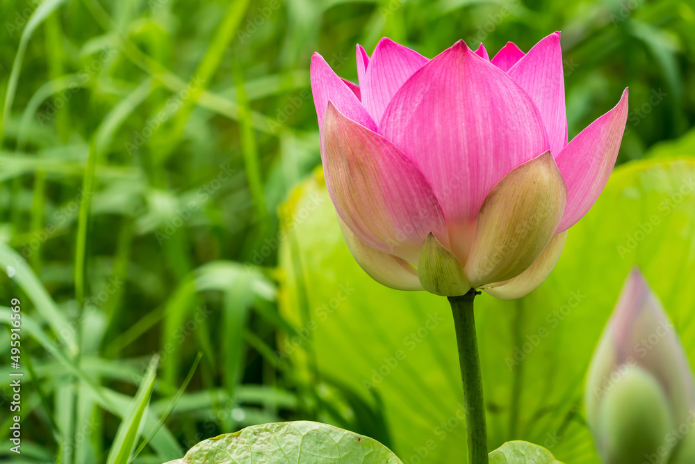 Pink lotus green lotus natural beauty. Pink lotus green lotus natural beauty.