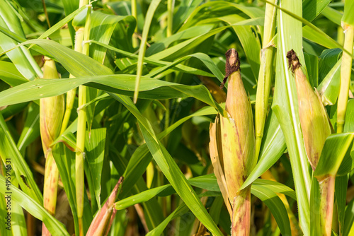 Closeup of cornfield with corn ear and silk growing on cornstalk. Concept of crop health  pollination and fertilization