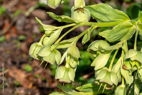Helleborus foetidus a winter spring evergreen flowering plant with a green wintertime flower commonly known as  stinking hellebore, stock photo image photo