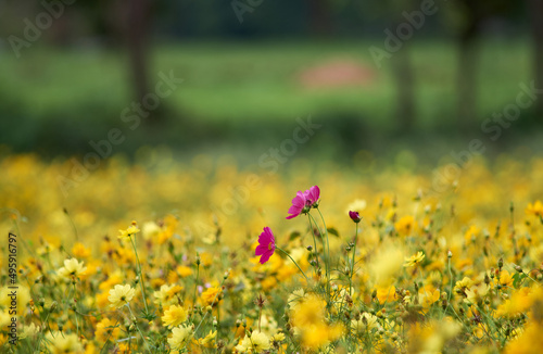 The isolated red flower in the field of yellow cosmos flowers