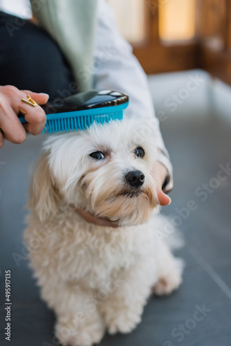girl combing a dog
