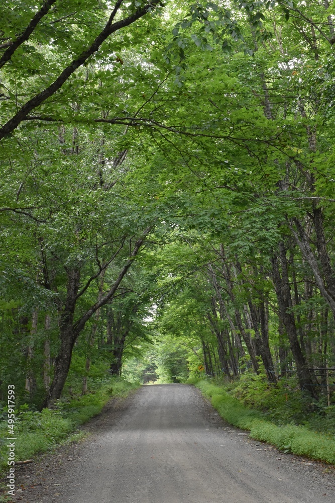 Fototapeta premium The road to the resort in summer, Sainte-Apolline, Québec, Canada