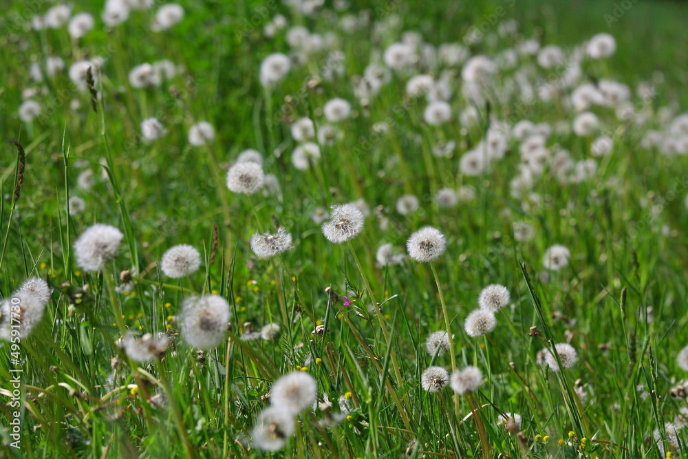 Fototapeta premium pusteblume