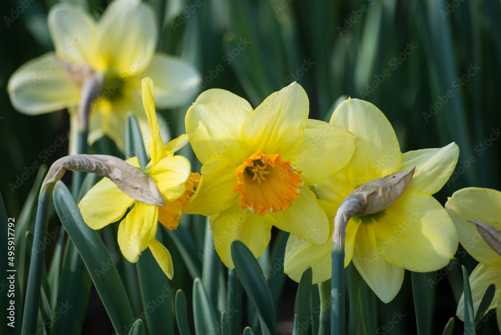 Obraz premium Closeup of yellow daffodils in a public garden