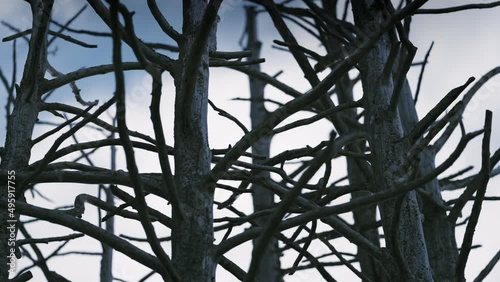 A close-up shot of the rugged trunks of the leafless dead trees against the pale blue sky. Slow-motion, pan right. photo