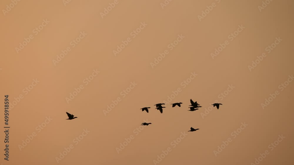 bird, ,animal, fly, lake, river, wings, water, great, fishing, animals, sweden, white, cormorants, beak, feather, carbo, phalacrocorax, wild, blue, black, nature, wildlife, flight, wing, background, c bird, ,animal, fly, lake, river, wings, water, great, fishing, animals, sweden, white, cormorants, beak, feather, carbo, phalacrocorax, wild, blue, black, nature, wildlife, flight, wing, background, c