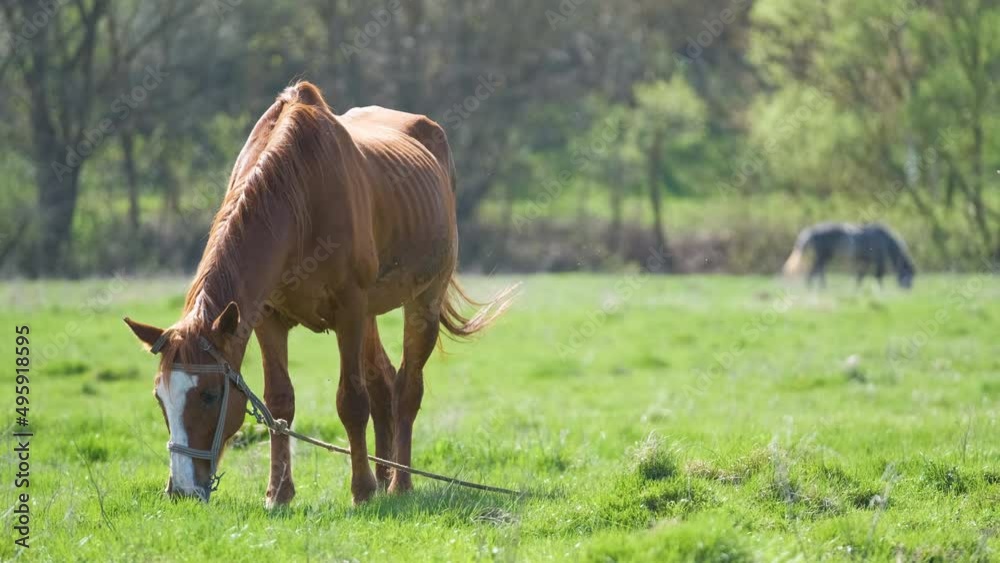 Thin chestnut horse eating grass while grazing on farm grassland pasture Thin chestnut horse eating grass while grazing on farm grassland pasture