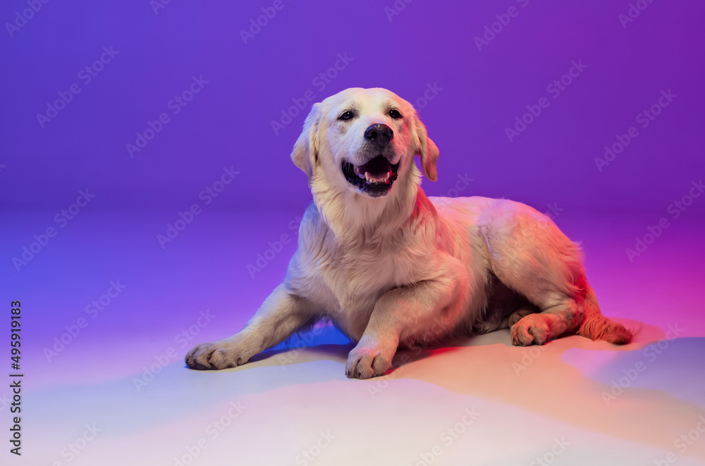 Portrait of beautiful golden retriever, purebred dog lying on floor isolated on purple background in neon. Concept of animal, pets