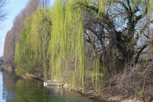 Salice piangente Salix babylonica sulla sponda del fiume Martesana photo