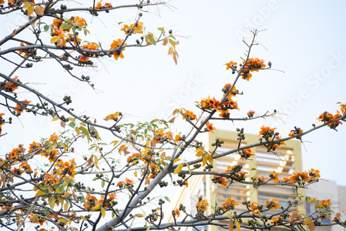 gold color of blooming Bombax ceiba or red cotton in front of a building in the afternoon horizontal composition © Freer