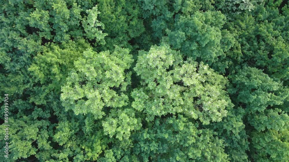 Top down flat aerial view of dark lush forest with green trees canopies in summer