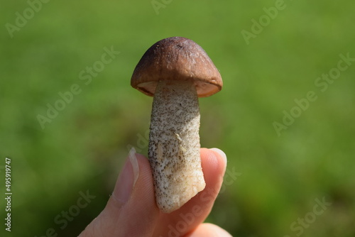 mushroom in hand