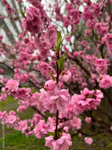 sakura pink cherry blossom blooming