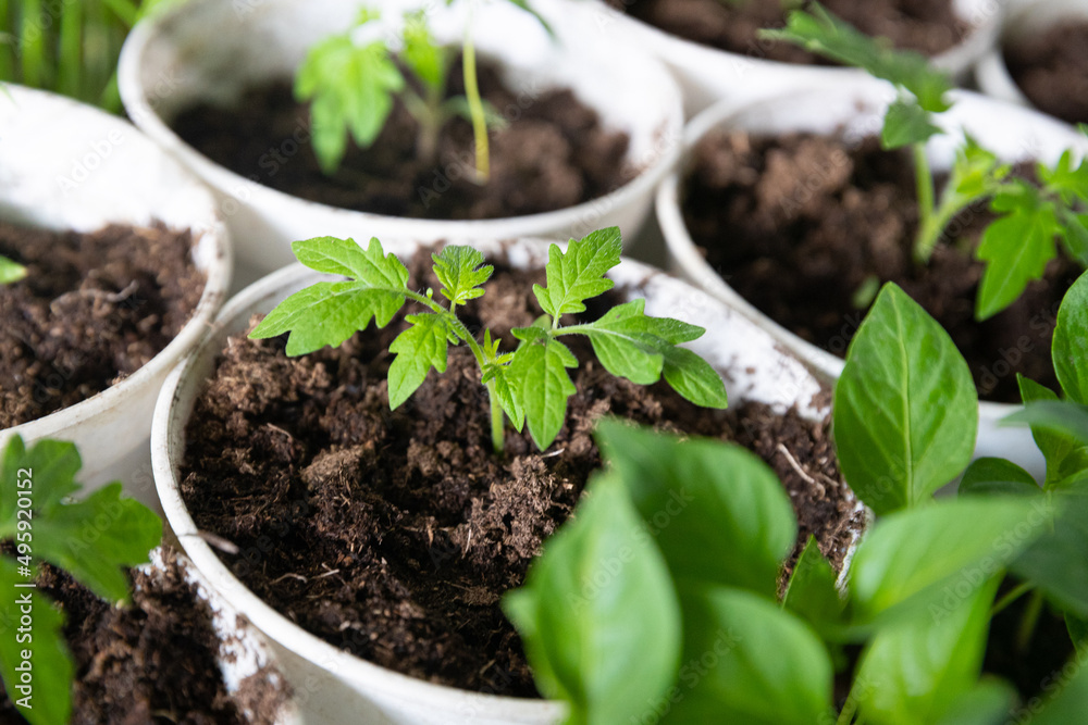 Young shoots of green agricultural plants Young shoots of green agricultural plants