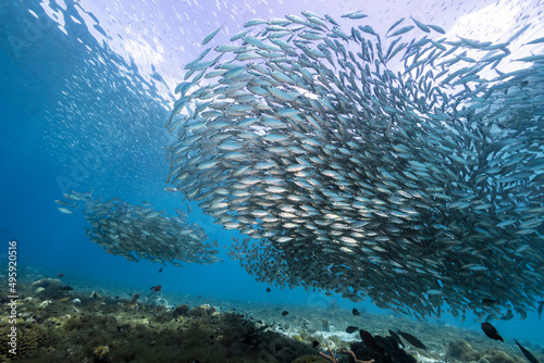 Photography Seascape with Bait Ball, School of Fish, Mackerel fish in the coral reef of the