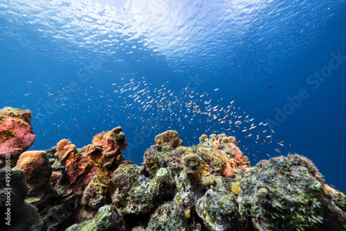 Fototapeta Naklejka Na Ścianę i Meble -  Seascape with various fish, coral, and sponge in the coral reef of the Caribbean Sea, Curacao