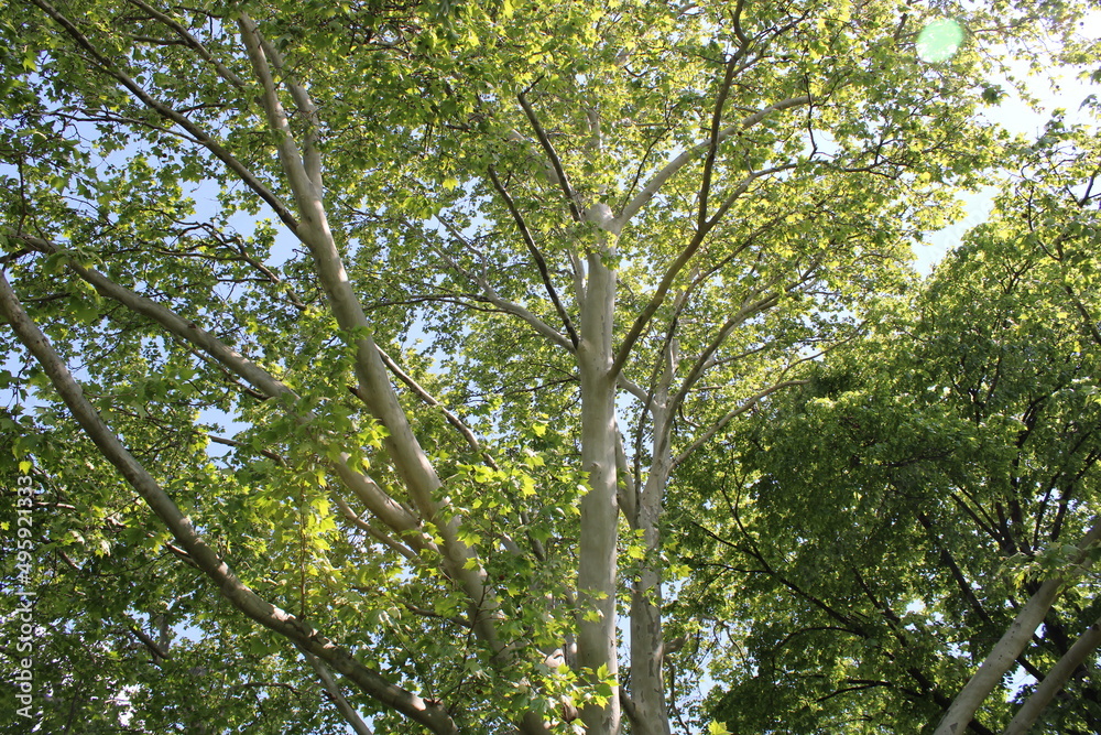 Fototapeta premium flowers tree freen trees leaves