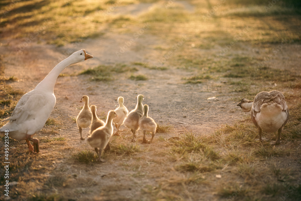 animal farm concept, flock of goose living in nature field of bird farming outdoor, white duck and flock of geese in agricultural concept