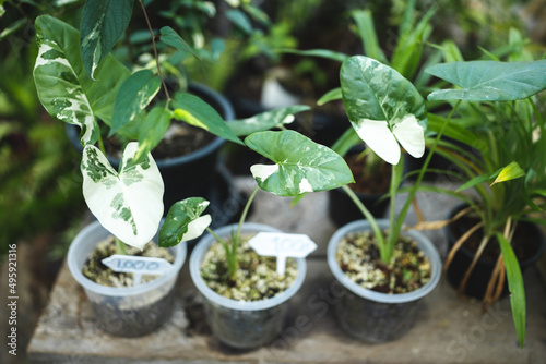 plant and flower in garden ...