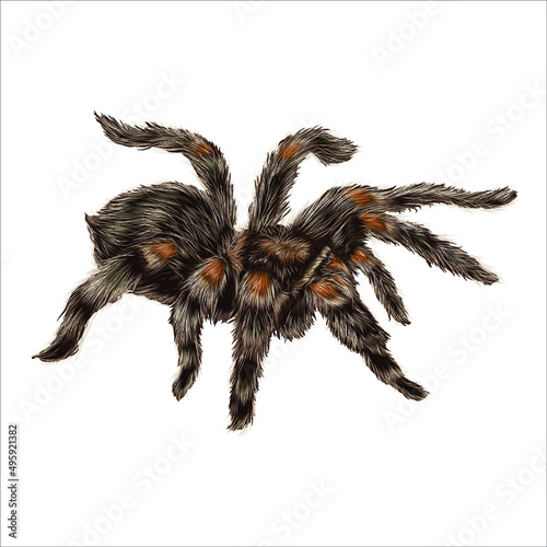 Illustration of hand drawn spider tarantula design.