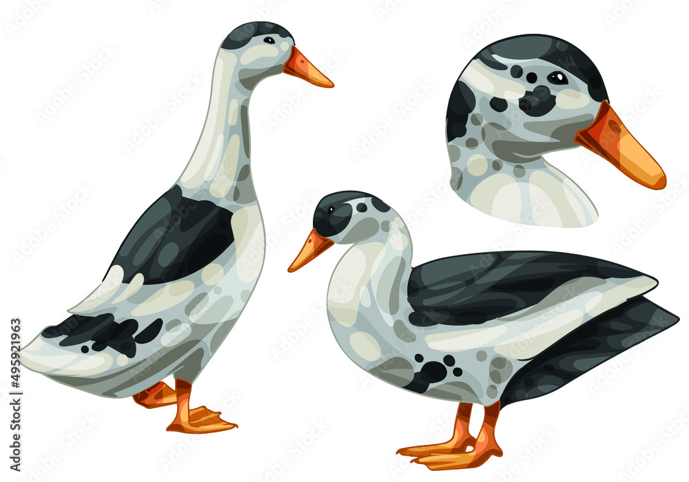 Obraz premium A set of hand drawn ducks The breed of Black and White magpie duck
