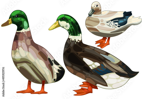 A set of hand drawn ducks The breed of silver appleyard photo